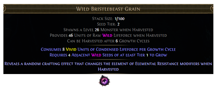 Wild Bristlebeast Grain