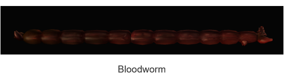 Bloodworm PoE