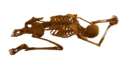 Dark and Darker Skeleton Bones