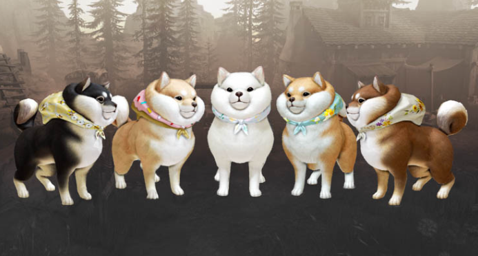 Shiba Inu Pet