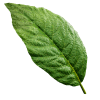 Remnant 2 Vigor Leaf vigor leaf1 quest item remnant2 wiki guide 200px